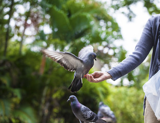first-person view. doves eat seed from person hand