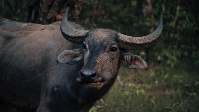 Indian water buffalo