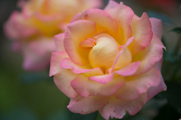 fleur rose de couleur jaune et rose en lumière naturelle