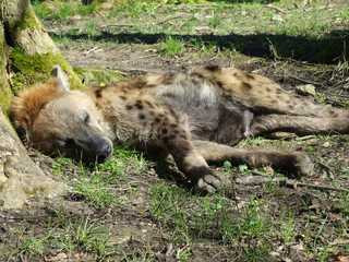 Hyène tachetée au repos
