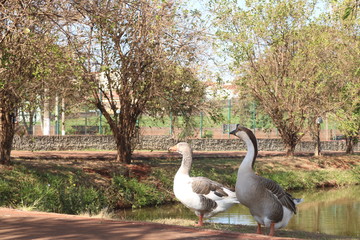 Lago dos patos