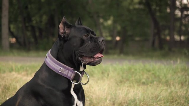 Portrait of a dog of the breed cane corso. Slow motion.