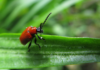 Scarlet Lily Beetle