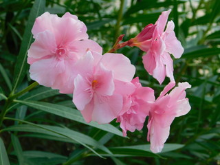 Fototapeta premium Oleander