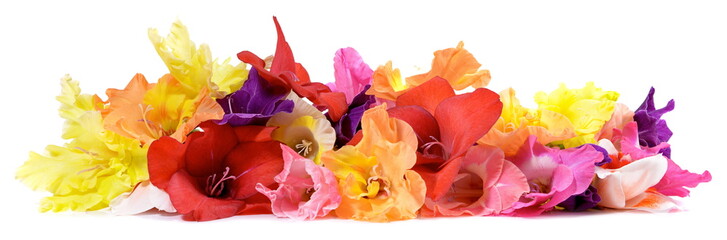Blumen Blüten Panorama - Blumenschmuck Freigestellt