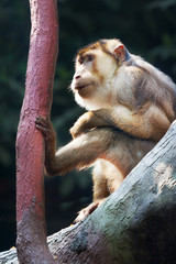 Makak Magot (Macaca sylvanus) / Barbary macaque