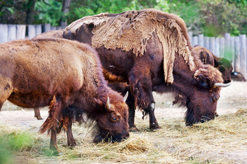 Bison bonasus / European bison called wisent