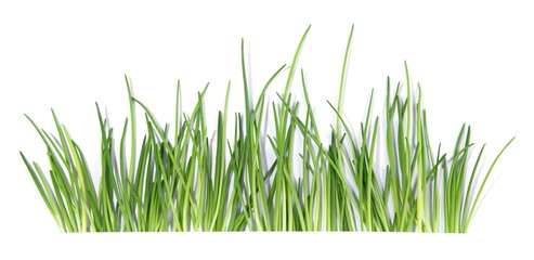 Schnittlauch - Panorama