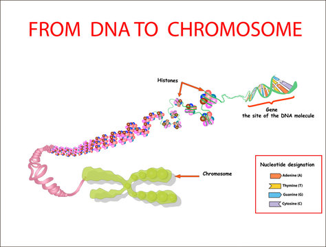 From DNA to chromosome. genome sequence. Telo mere is a repeating sequence of double-stranded DNA located at the ends of chromosomes Nucleotide, Phosphate, Sugar, and bases. education vector