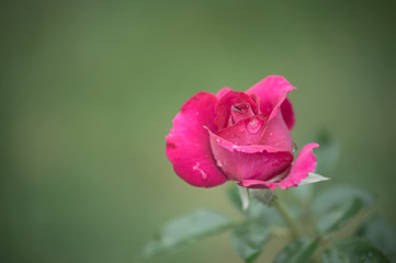 fleur rose de couleur rose vif avec des gouttes d'eau en vue horizontale en été