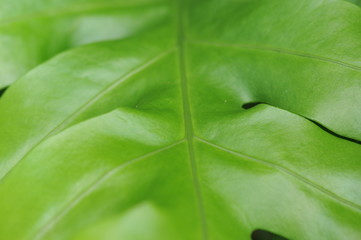 leaves in the tropical forest,Texture of green leaves, leaf in Forest. Garden and Green wall. Green abstract background.