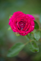 fleur rose de couleur rose vif avec des gouttes d'eau