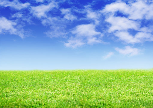 Green fileld of grass and blue sky