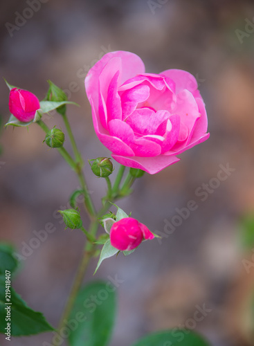 Fleur Rose De Couleur Rose Sur Fonds Vert Et Clair En