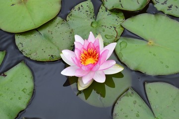 Rosa Seerose (Nymphaea ) Nahaufnahme