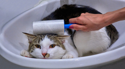 Female hand cleaning a cat with a roller in the sink animal portrait