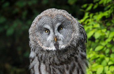 The close up of the Great grey owl facing the spectator, appears to be annoyed or angry