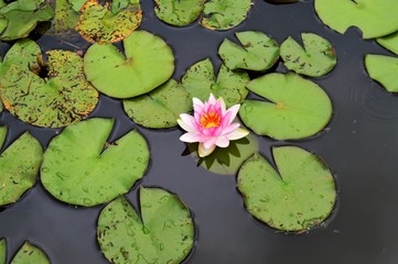 Rosa Seerose (Nymphaea ) Nahaufnahme