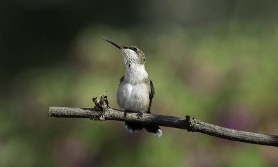 Fototapeta premium Another Distraction