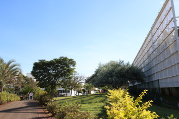 Trees