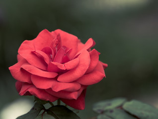 fleur rouge en gros plan en été sur fonds sombre et vert dans un jardin