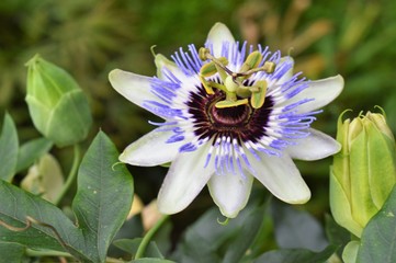 Blüte der Passionsblume (Passiflora) Nahaufnahme