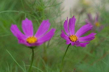 fleur violette cosmos sur fonds vert