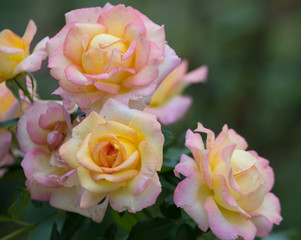 grosse fleur rose de couleur jaune et rose en été dans un jardin