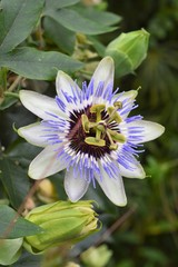 Bl&uuml;te der Passionsblume (Passiflora) Nahaufnahme