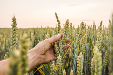 Close-up of man hand touching holding crops, young green wheat ears on a field in sunset. Close up on a beautiful field. Ripening ears wheat. Agriculture. Natural product. © Volodymyr_sh