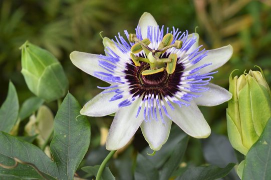 Bl&uuml;te der Passionsblume (Passiflora) Nahaufnahme