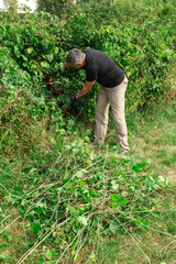 Young man picks ripe red currants from a bush