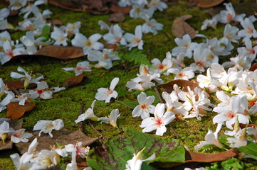 White Tung flowers blooming in May in Miaoli, Taiwan