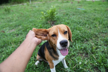 Playful beagle dog sits on the green grass.