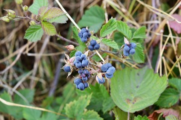 Früchte der wilden Brombeere - Kratzbeere (Rubus caesius) am Niederrhein