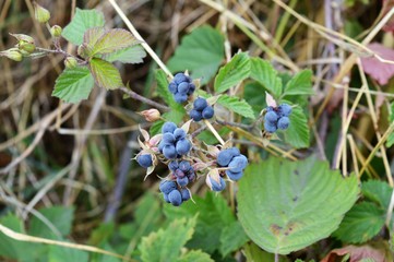 Früchte der wilden Brombeere - Kratzbeere (Rubus caesius) am Niederrhein