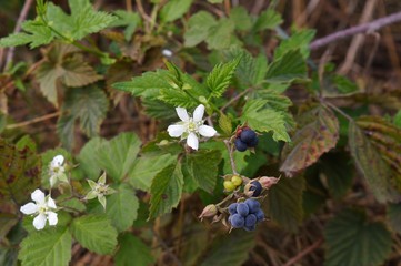 Früchte der wilden Brombeere - Kratzbeere (Rubus caesius) am Niederrhein