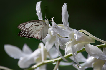 white butterfly on white orchid,