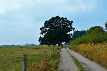 Uralte Stieleiche am niederrheinischen Rheindeich bei Hamminkeln