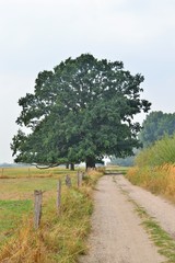 Uralte Stieleiche am niederrheinischen Rheindeich bei Hamminkeln