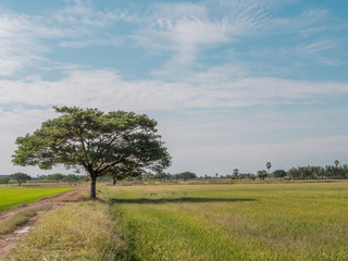 Big old  tree in  middle of a green and yellow field.