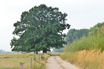 Uralte Stieleiche am niederrheinischen Rheindeich bei Hamminkeln