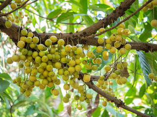 Rambeh,rambi on tree.