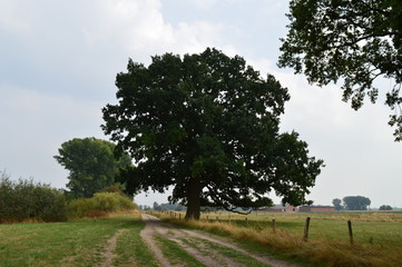 Majestätische Eiche am Rheindeich bei Hamminkeln
