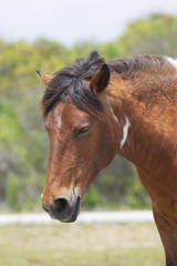 Fototapeta premium Wild horses on the Chincoteague, VA end of Assateague Island