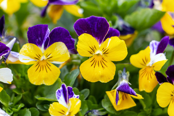 Viola cornuta © Anthony Anquetil