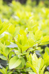 Verdant shrub leaves background