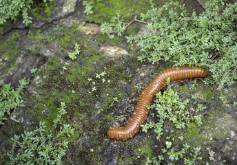Millipede in the rainy season,  And there are tremendous ecological benefits. inThailand.
