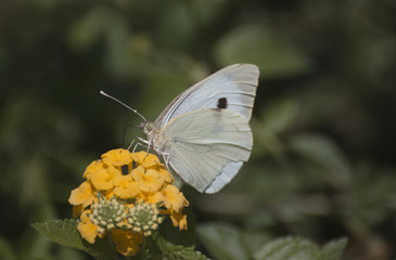 Pieris brassicae