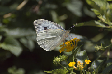 Pieris brassicae